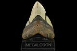 Fossil Megalodon Tooth - North Carolina #147009-2